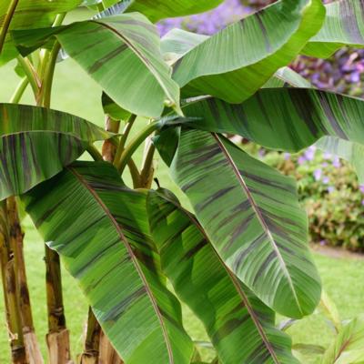 musa-sikkimensis-ever-red