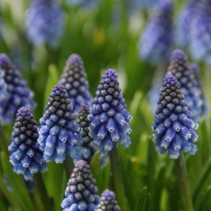 Muscari armeniacum 'Bling Bling' plant