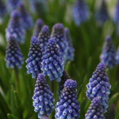 muscari-armeniacum-bling-bling