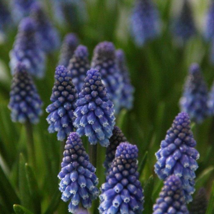 Muscari armeniacum 'Bling Bling' plant