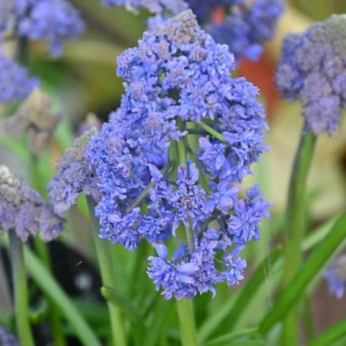 Muscari armeniacum 'Fantasy Creation' plant