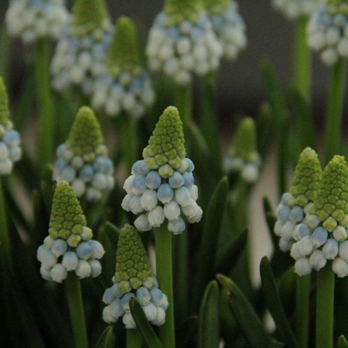 Muscari armeniacum 'Manon' plant