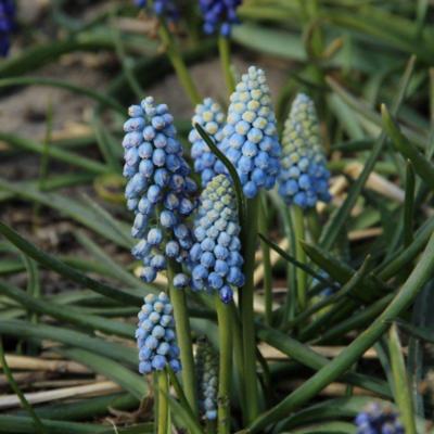 muscari-armeniacum-manon