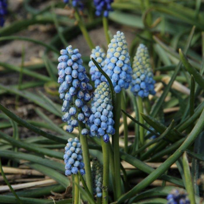 Muscari armeniacum 'Manon' plant