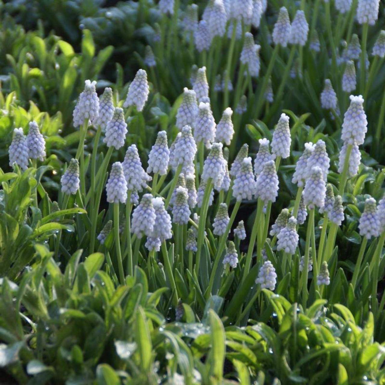 Muscari armeniacum 'Peppermint' plant