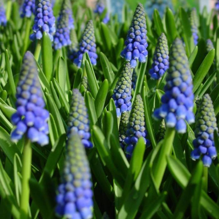 Muscari armeniacum plant