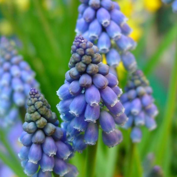 Muscari armeniacum plant