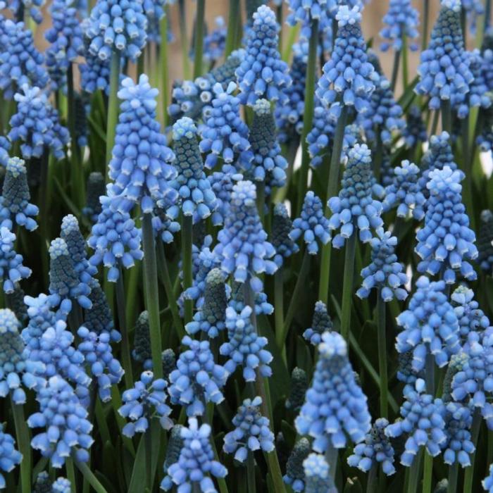 Muscari aucheri 'Blue Magic' plant