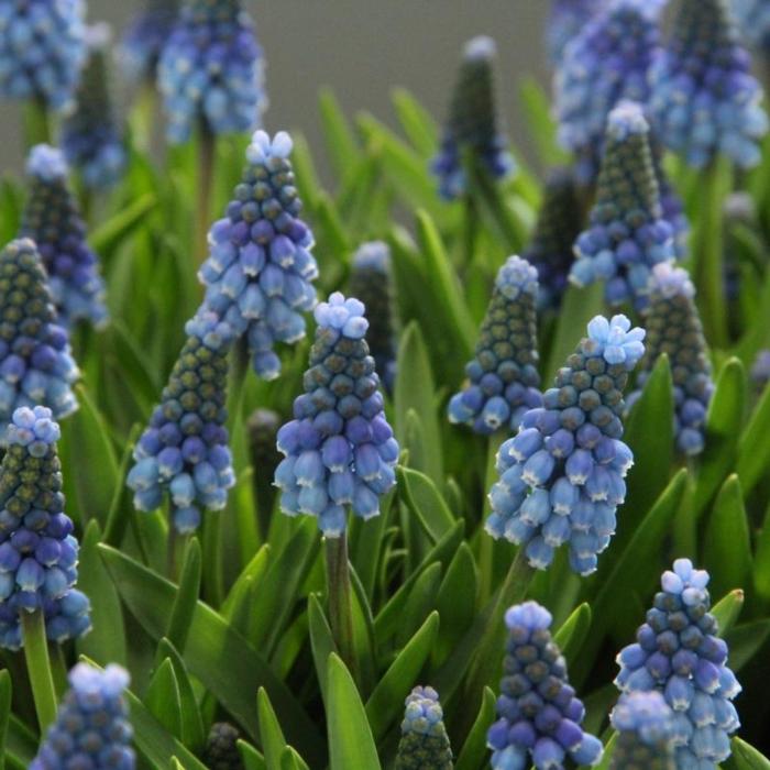 Muscari aucheri 'Blue Magic' plant
