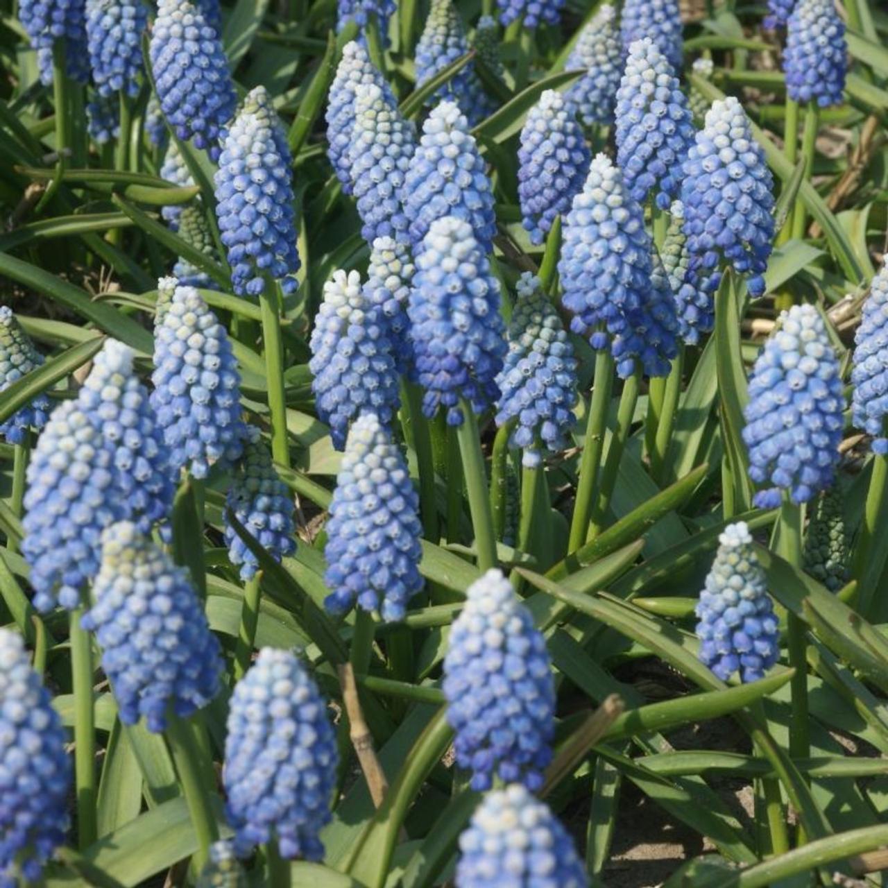 Muscari aucheri 'Ocean Magic' plant