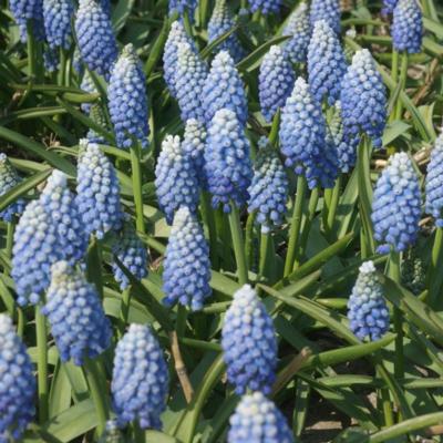 muscari-aucheri-ocean-magic