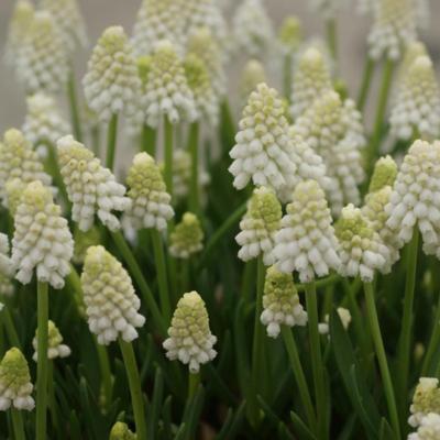 muscari-azureum-album