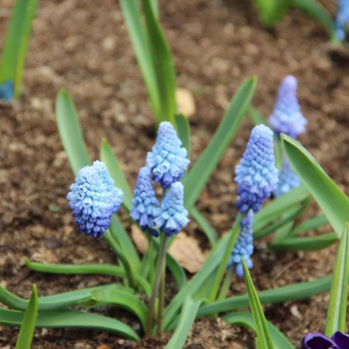 Muscari azureum plant