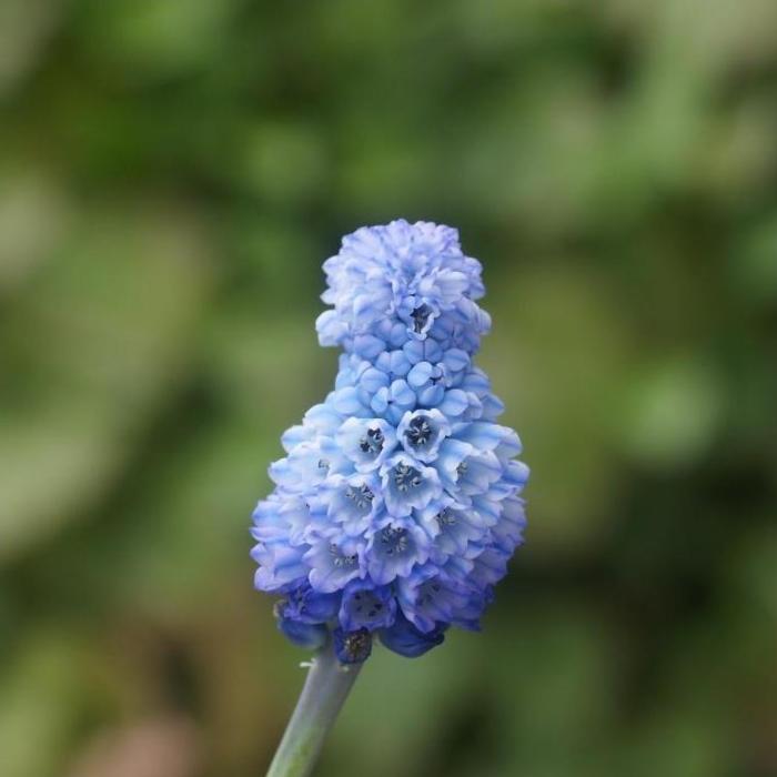 Muscari azureum plant