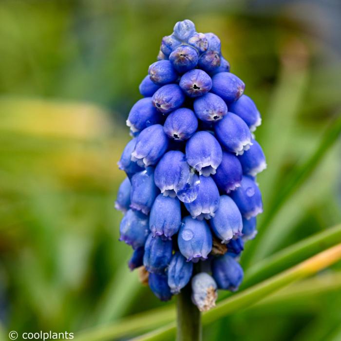 Muscari 'Big smile' plant