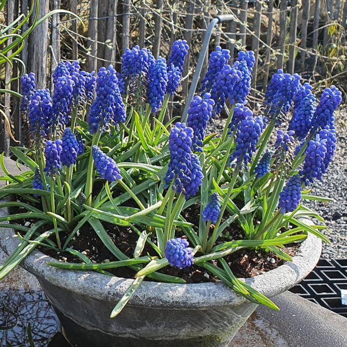 Muscari 'Big smile' plant