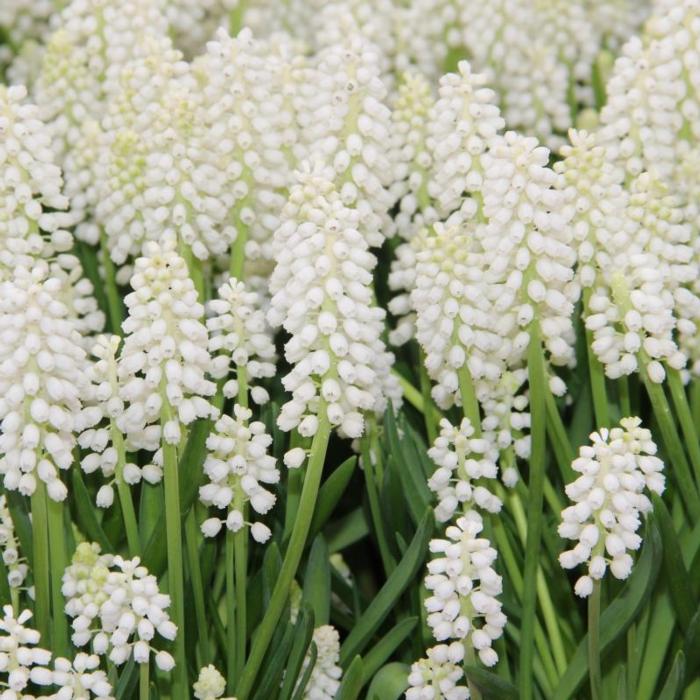 Muscari botryoides 'Album' plant