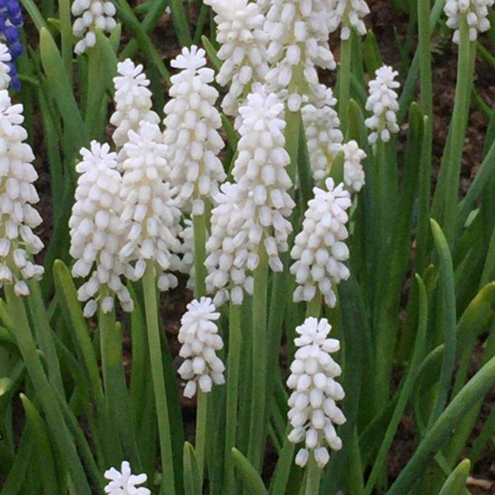 Muscari botryoides 'Album' plant