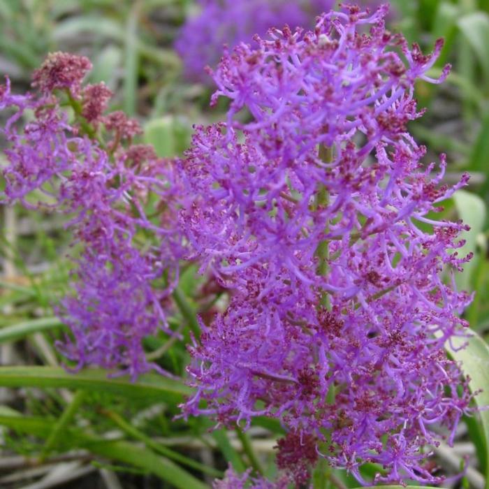 Muscari comosum 'Plumosum' plant