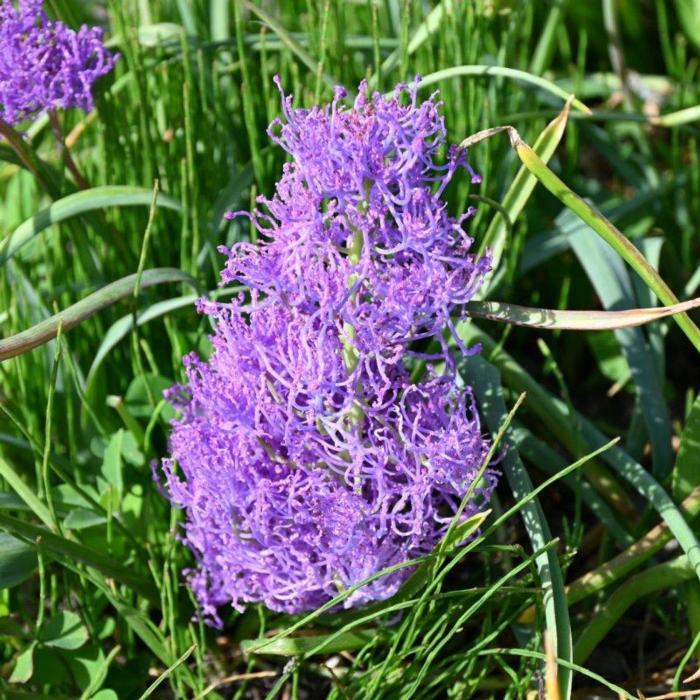 Muscari comosum 'Plumosum' plant