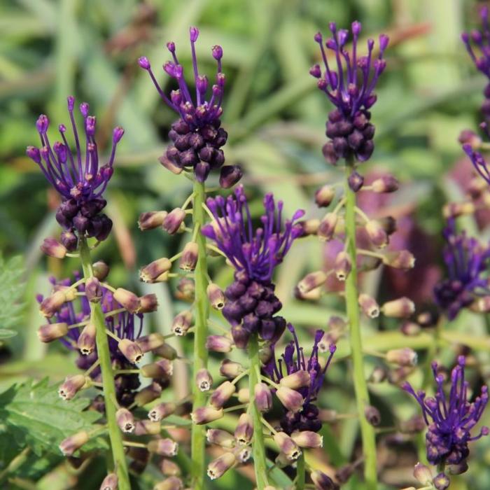 Muscari comosum plant