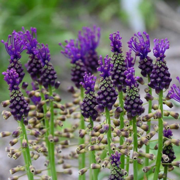 Muscari comosum plant