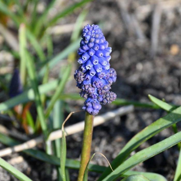 Muscari 'Flower Power'  plant