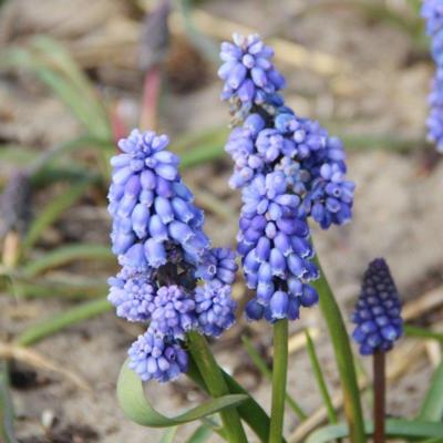 muscari-flower-power