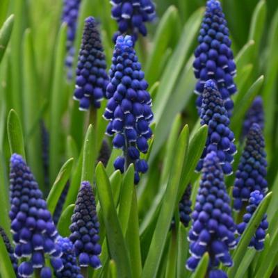 muscari-joyce-spirit