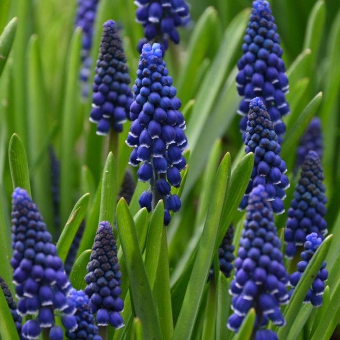 Muscari 'Joyce Spirit' plant