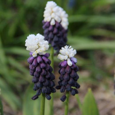 muscari-latifolium-grape-ice