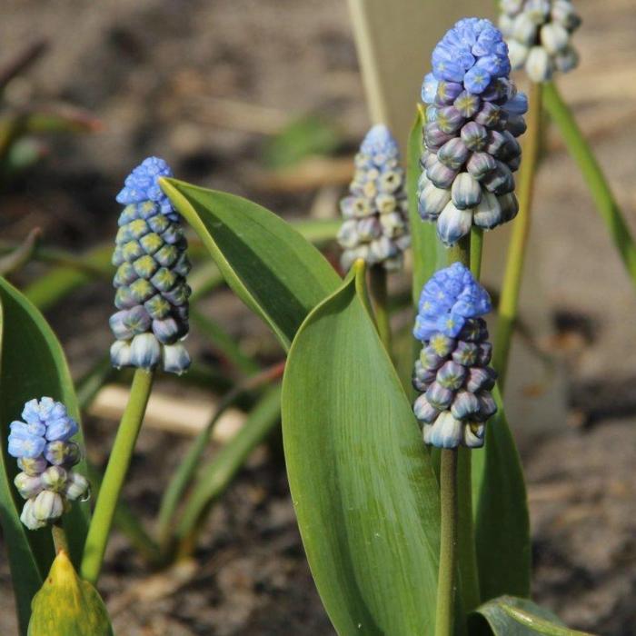 Muscari latifolium 'Misty Morning'  plant