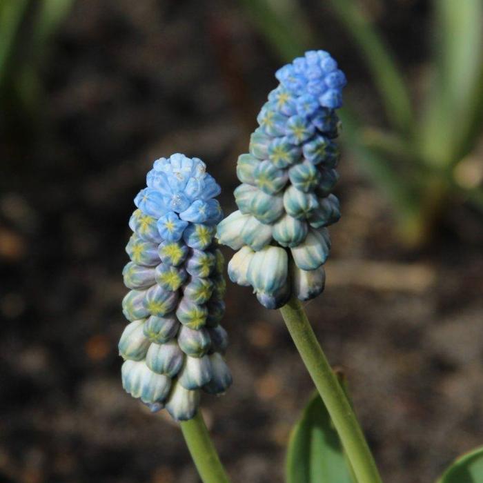 Muscari latifolium 'Misty Morning'  plant