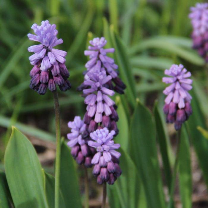 Muscari latifolium 'Purple Rain'  plant