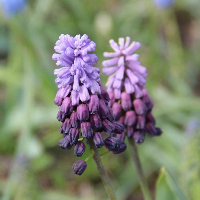 Muscari latifolium 'Purple Rain'  plant