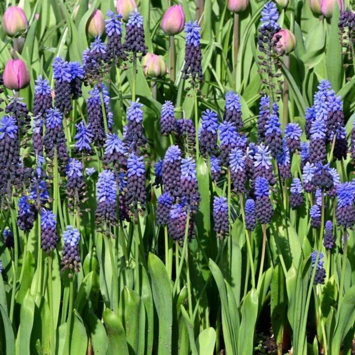 Muscari latifolium plant