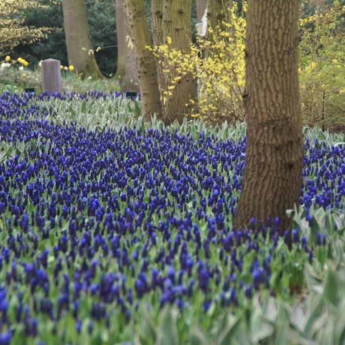 Muscari latifolium plant