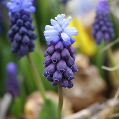 muscari-latifolium