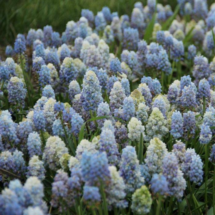 Muscari 'Nature's Beauty' plant