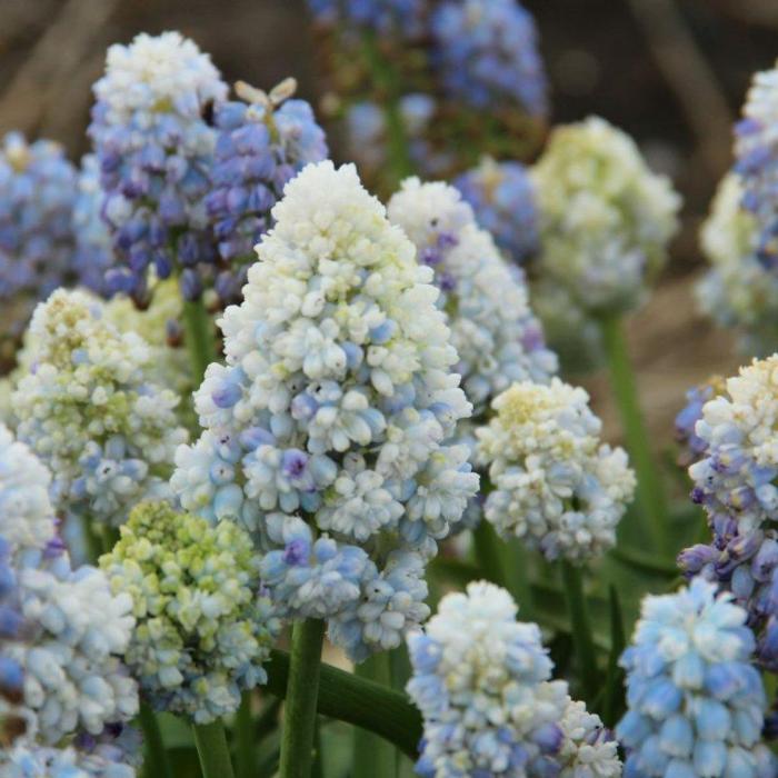 Muscari 'Nature's Beauty' plant