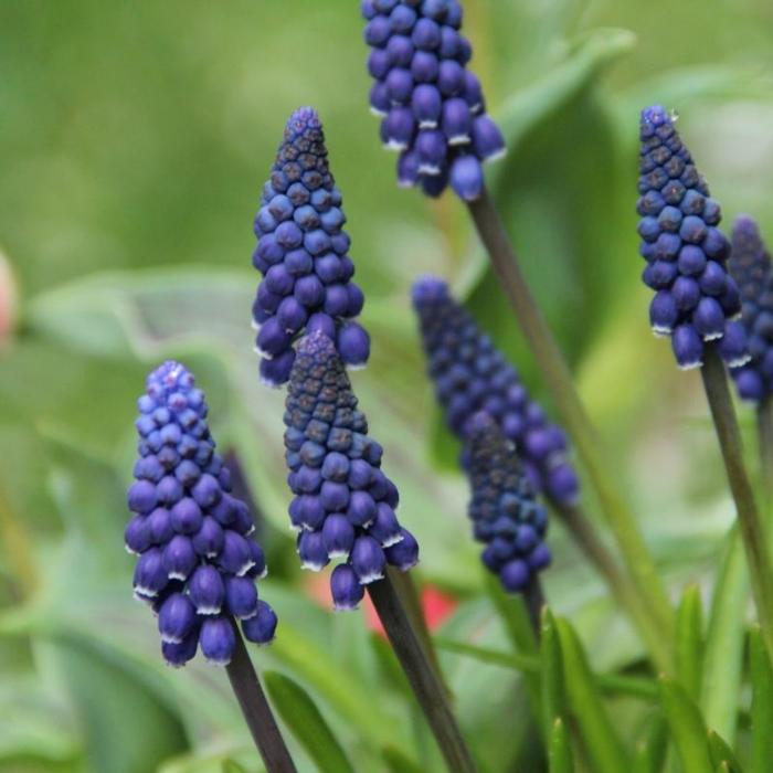 Muscari neglectum plant