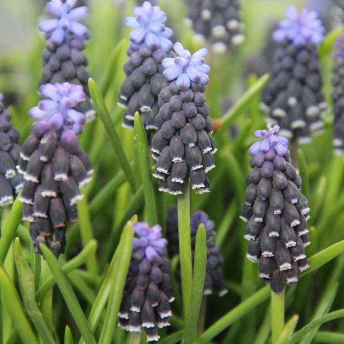 Muscari neglectum plant