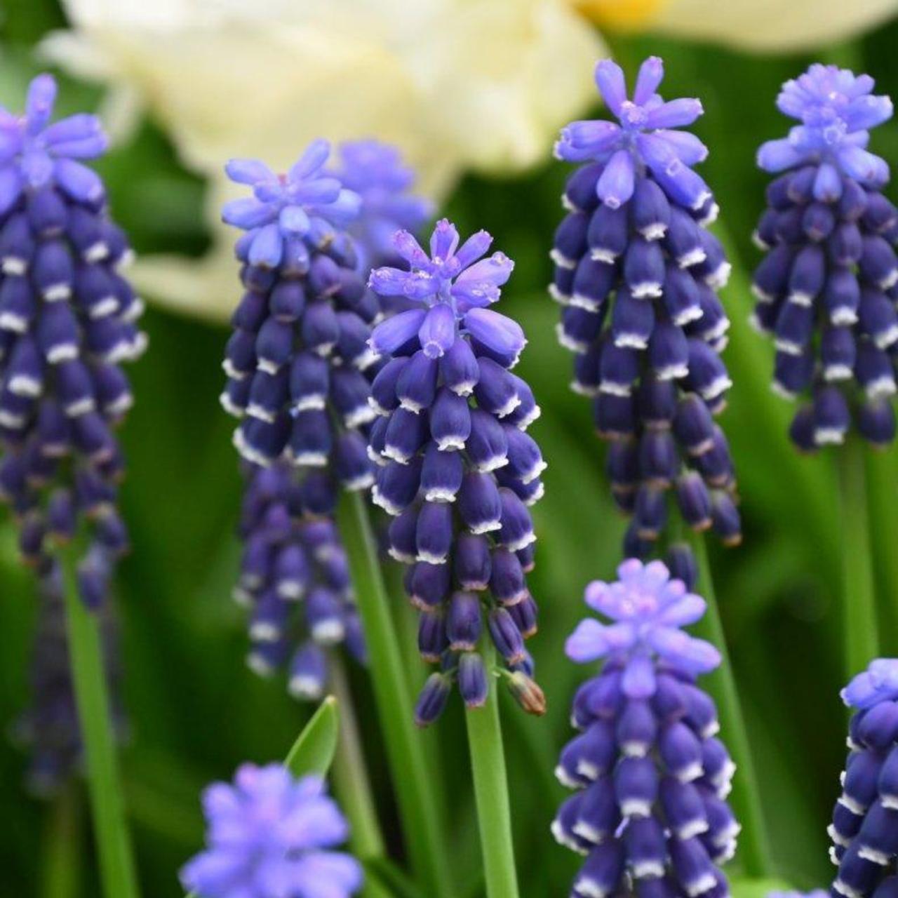 Muscari 'Night Eyes'  plant