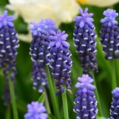 muscari-night-eyes