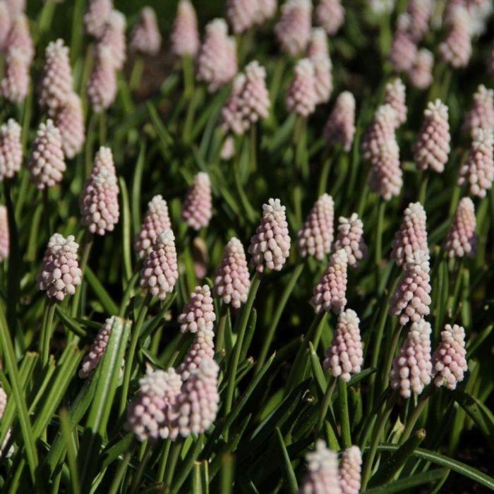 Muscari 'Pink Sunrise' plant