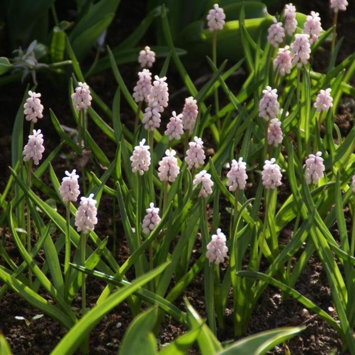 Muscari 'Pink Sunrise' plant