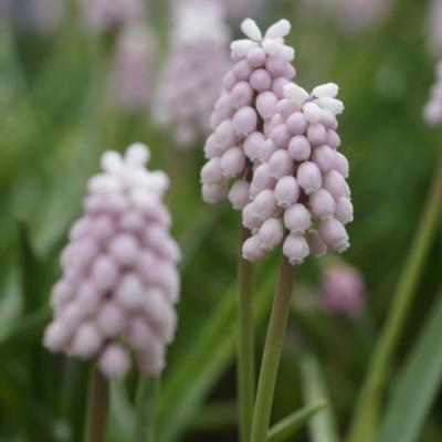 muscari-pink-sunrise