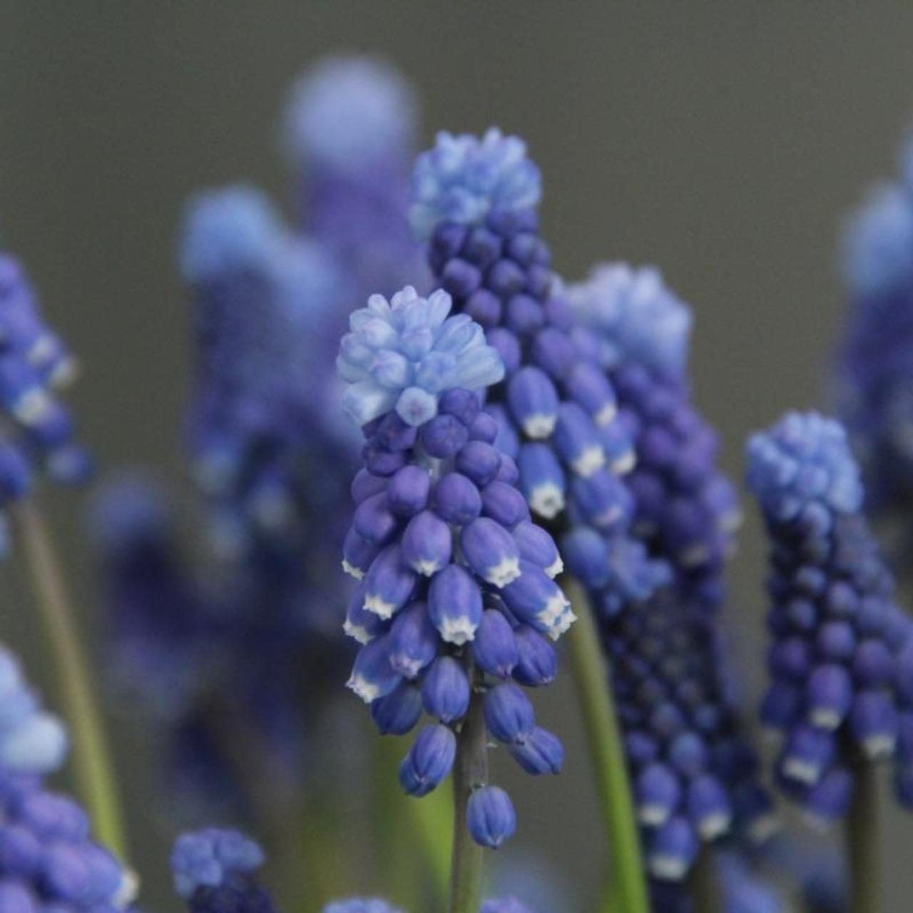 Muscari 'Super Star' plant