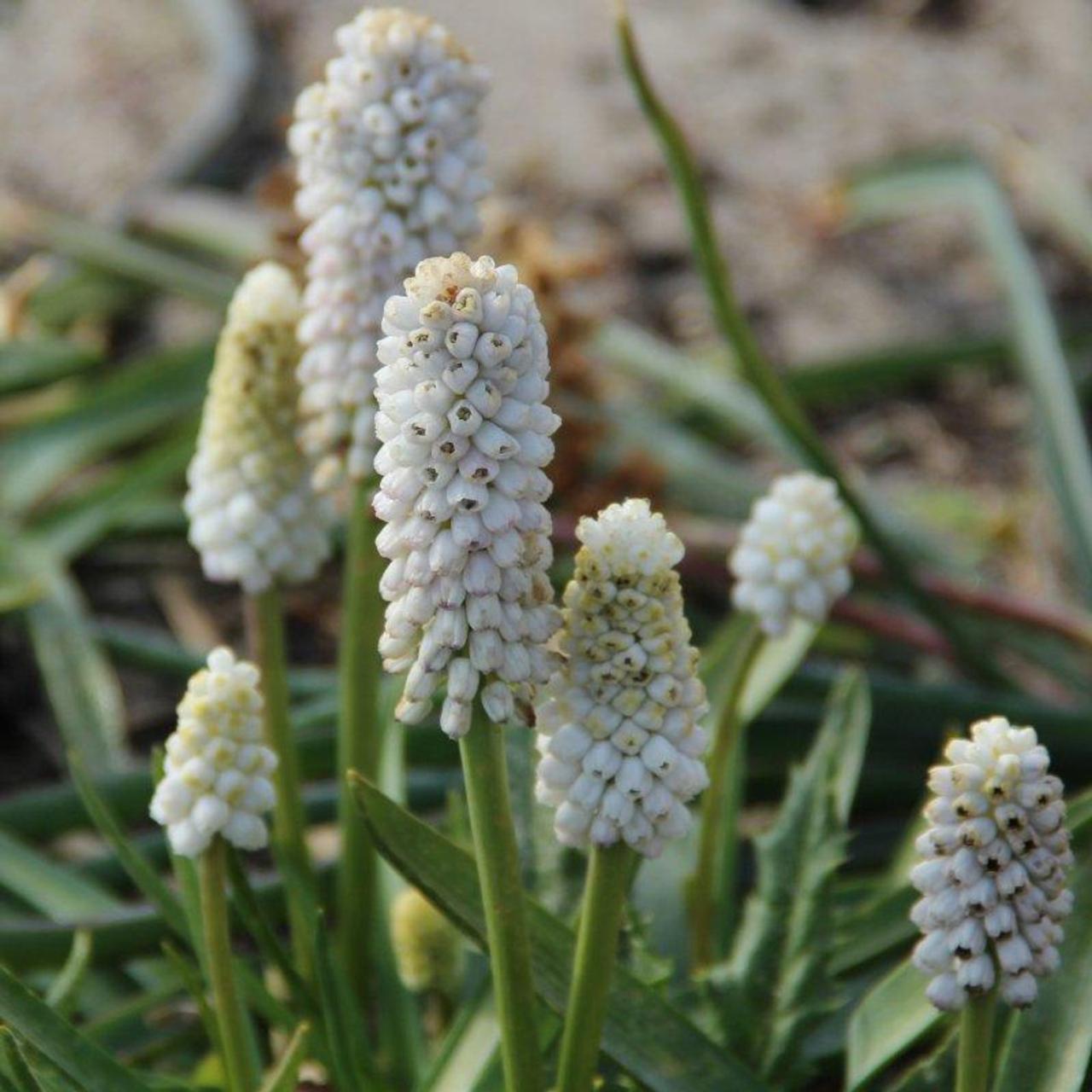 Muscari 'White Spear'  plant