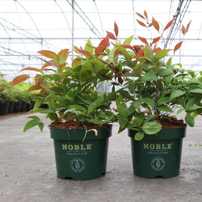 Nandina domestica 'Blush Pink' plant